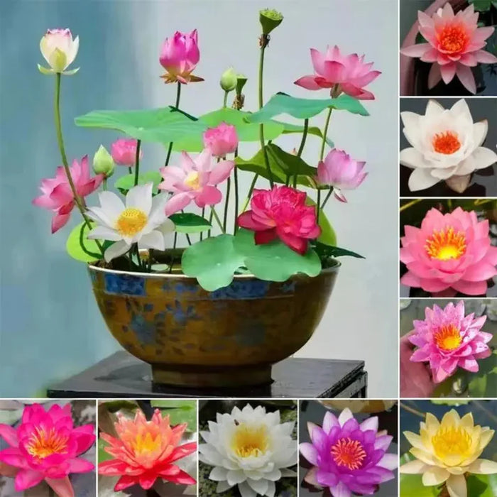 planting bonsai lotus seeds Hybrid Japanese Bonsai Lotus Seeds| 🔥FLAT 58% OFF SALE🔥 – Attrangi Gadgets