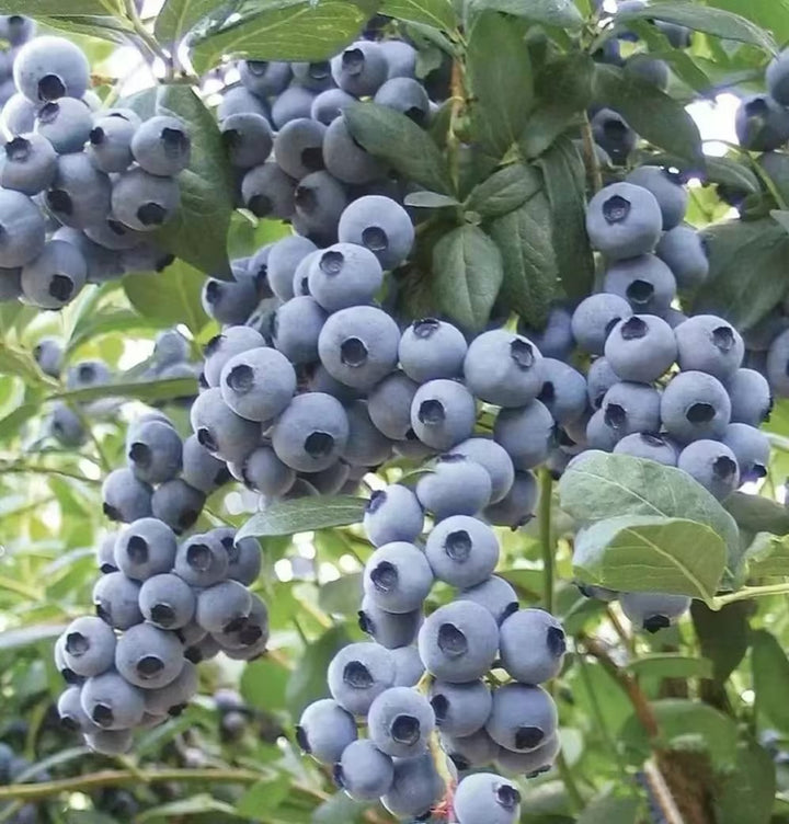 Giant Blueberry Fruit Seeds|🫐 Flat 50% Saving🫐