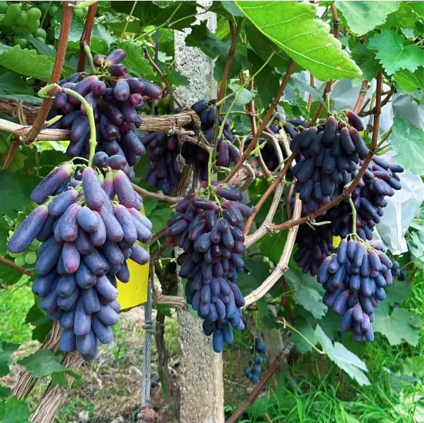 Sweet Sapphire Grape Seeds | Limited Stock | Order Now