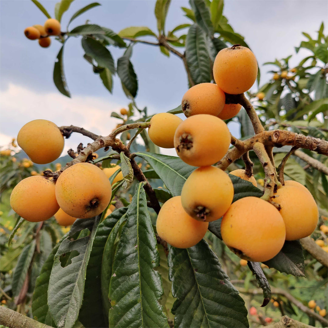 Loquat Gi Five-star Loquat Seeds|🍑Flat 50% Saving🍑 – Attrangi Gadgets