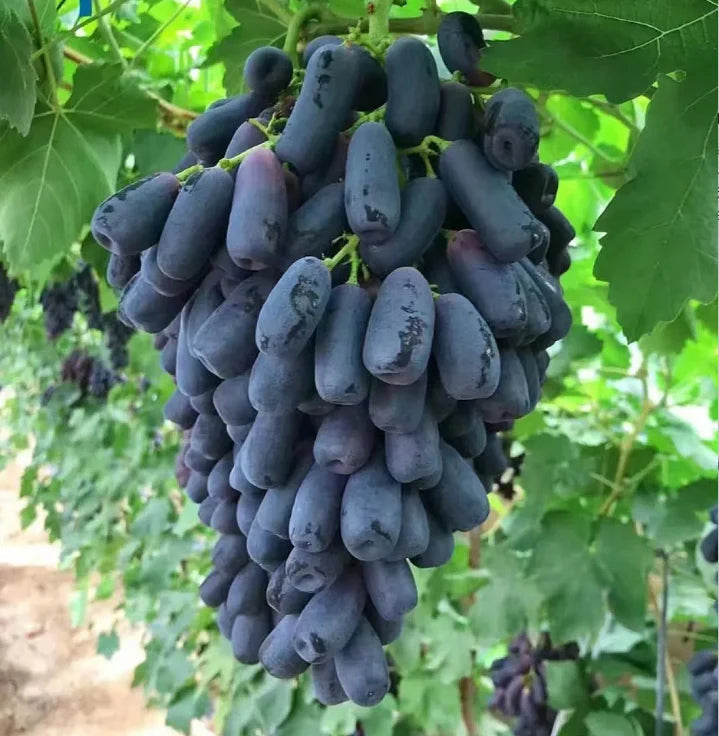 Sweet Sapphire Grape Seeds | Limited Stock | Order Now