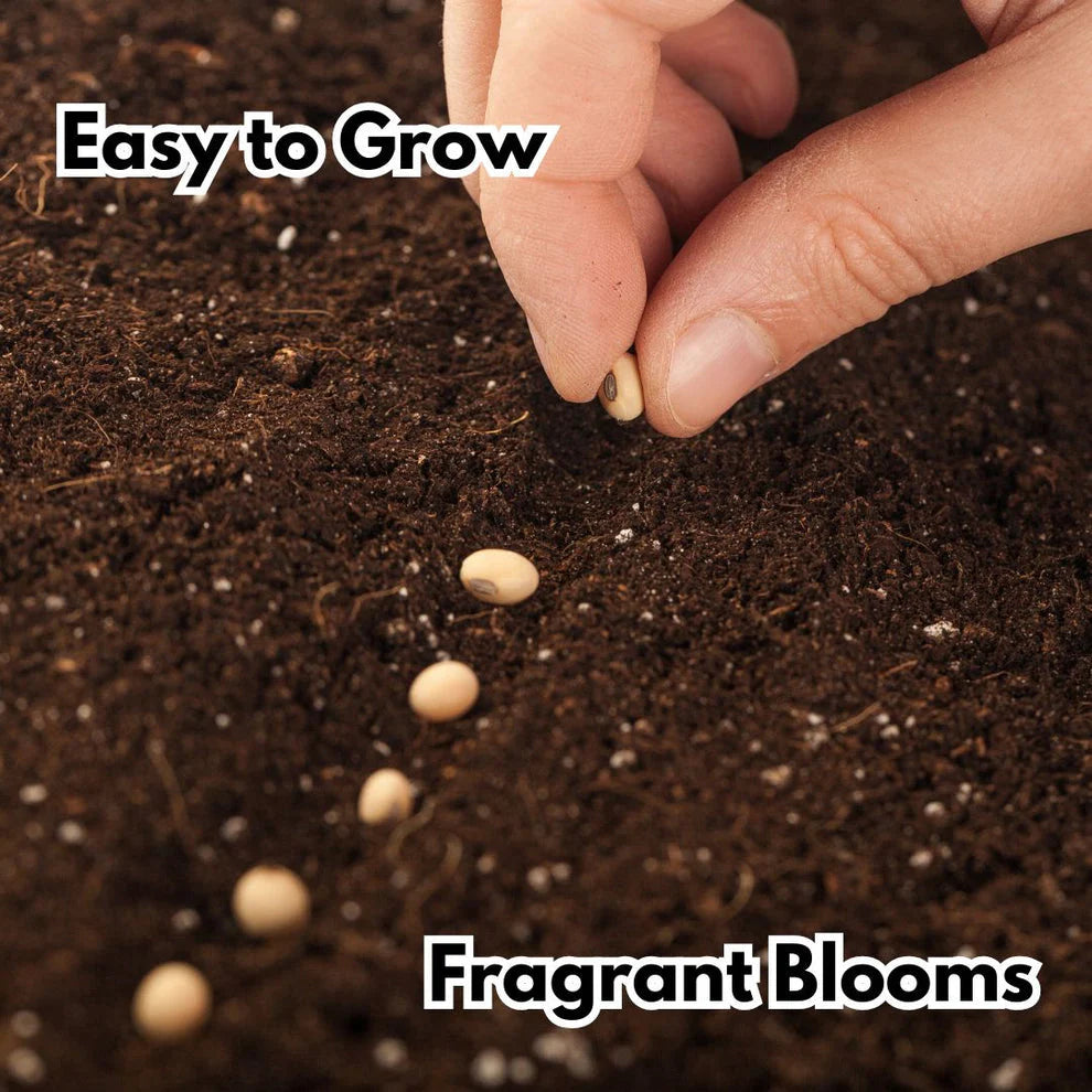 climbing rose seeds Elegant Climbing Rose Flower Seeds