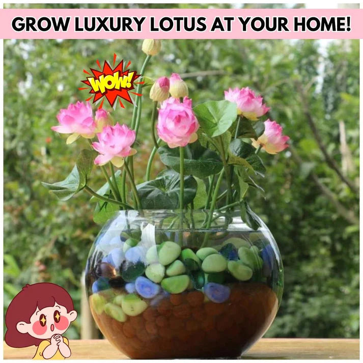 Lotus Flower Premium seeds
