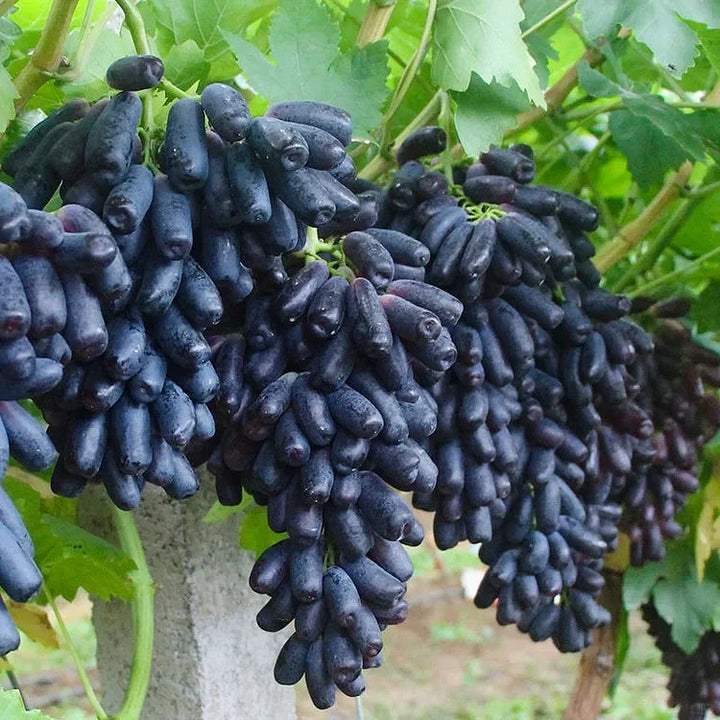 Sweet Sapphire Grape Seeds | Limited Stock | Order Now