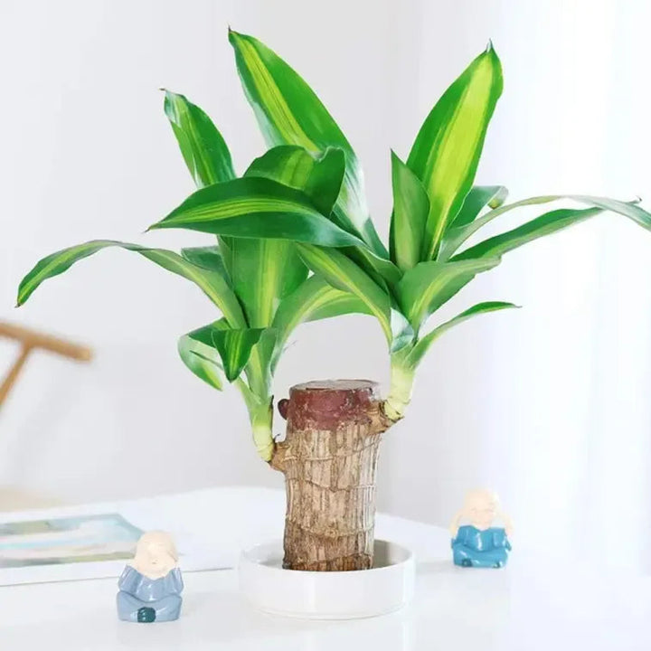 Big Size Lucky Brazil Wood Plant |🔥FLAT 50% OFF SALE🔥