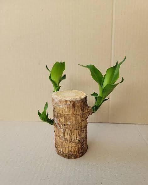 Big Size Lucky Brazil Wood Plant |🔥FLAT 50% OFF SALE🔥