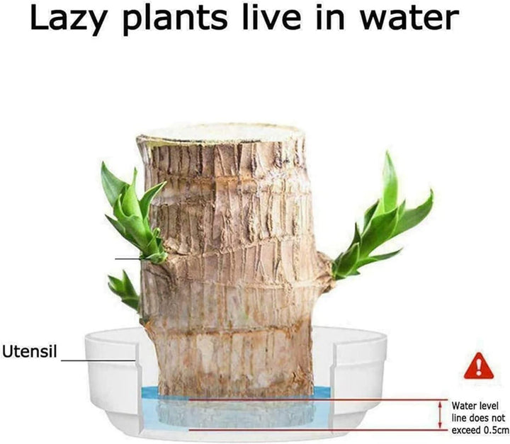 Big Size Lucky Brazil Wood Plant |🔥FLAT 50% OFF SALE🔥