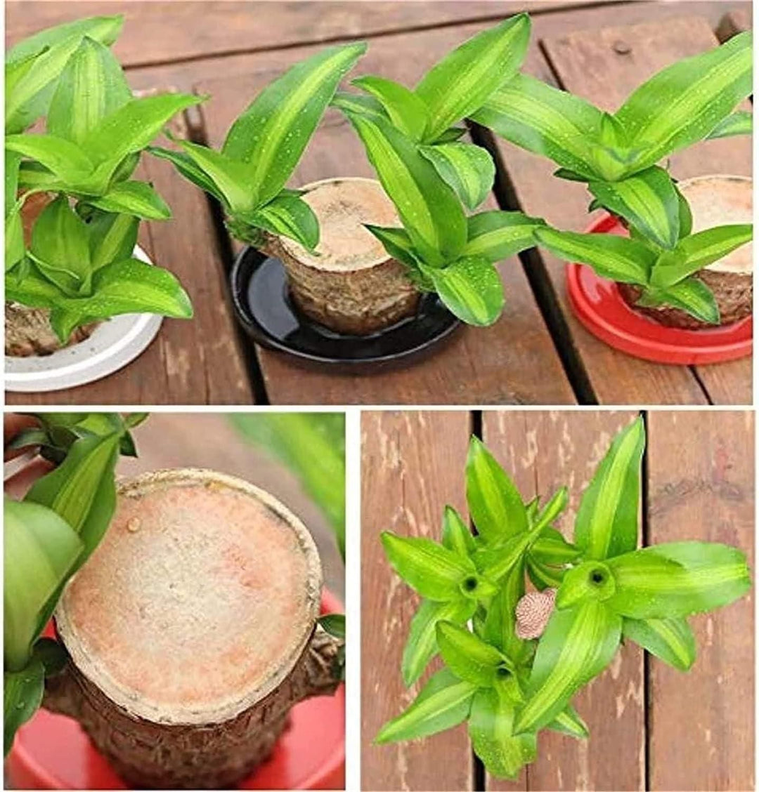 Big Size Lucky Brazil Wood Plant |🔥FLAT 50% OFF SALE🔥