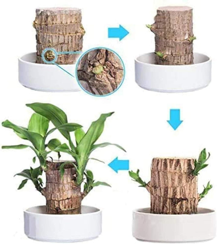 Big Size Lucky Brazil Wood Plant |🔥FLAT 50% OFF SALE🔥