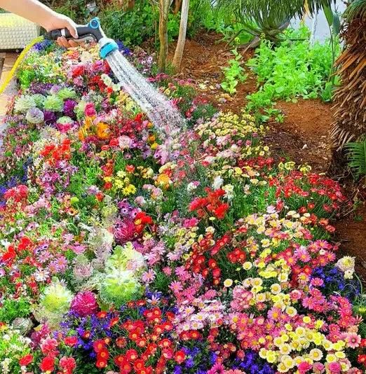 100 Varieties of Flower Seeds (Pack of 100) |🔥FLAT 50% OFF SALE🔥