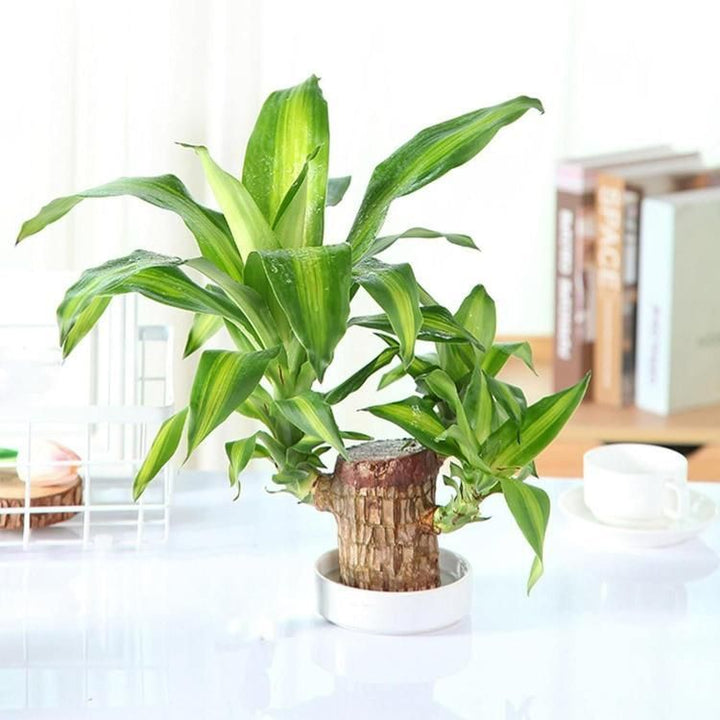 Big Size Lucky Brazil Wood Plant |🔥FLAT 50% OFF SALE🔥