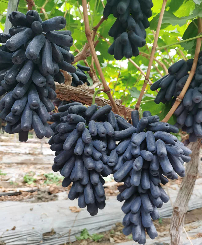 Sweet Sapphire Grape Seeds | Limited Stock | Order Now