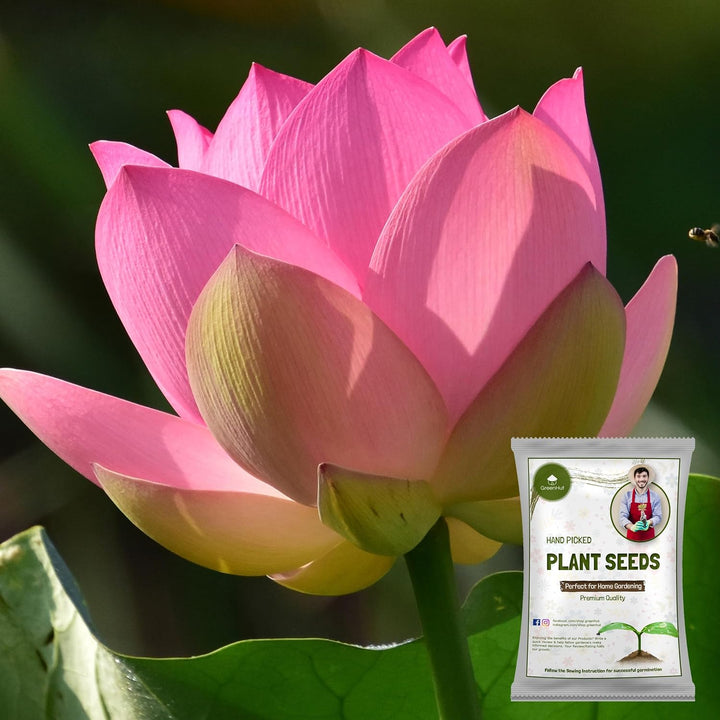 Hybrid Japanese Bonsai Lotus Seeds| 🔥FLAT 58% OFF SALE🔥