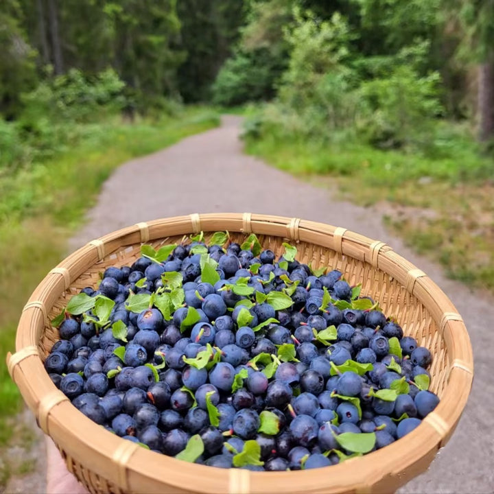 Giant Blueberry Fruit Seeds|🫐 Flat 50% Saving🫐