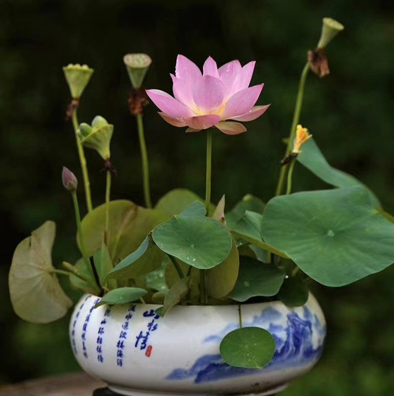 premium bonsai lotus flower seeds Hybrid Japanese Bonsai Lotus Seeds| 🔥FLAT 58% OFF SALE🔥 – Attrangi Gadgets