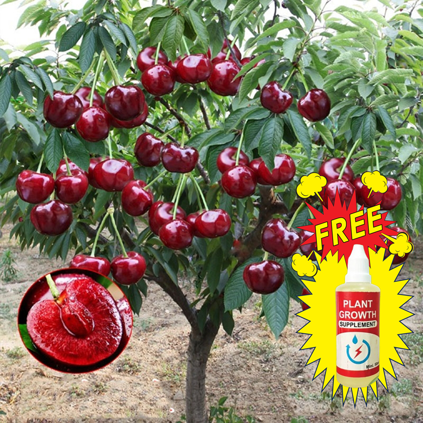 Hybrid Rainier Cherry Fruit Seeds | 🔥GET PLANT GROWTH SERUM FREE 🔥