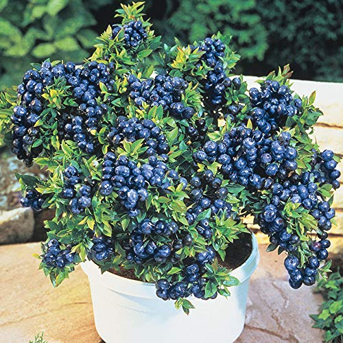 Giant Blueberry Fruit Seeds|🫐 Flat 50% Saving🫐