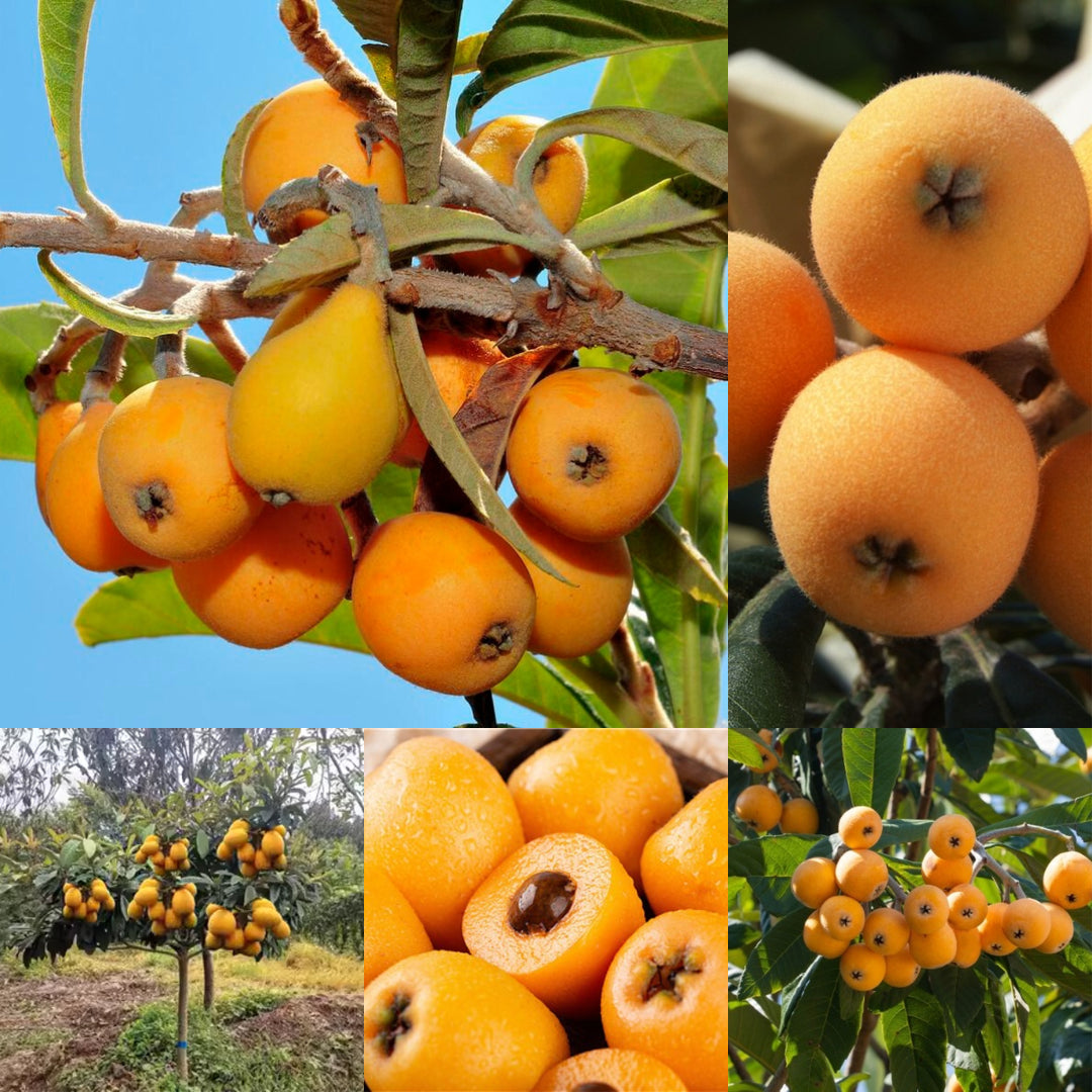 Loquat Gi Five-star Loquat Seeds|🍑Flat 50% Saving🍑 – Attrangi Gadgets
